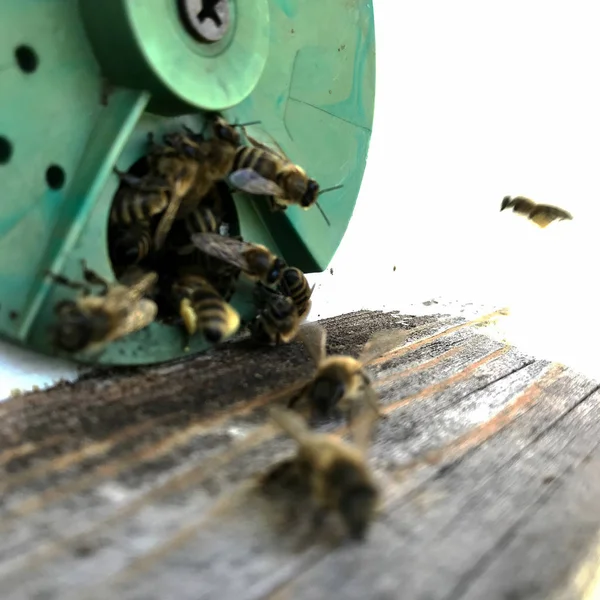Langsam fliegt die geflügelte Biene zum Bienenstock und sammelt Nektar für den Honig. — Stockfoto