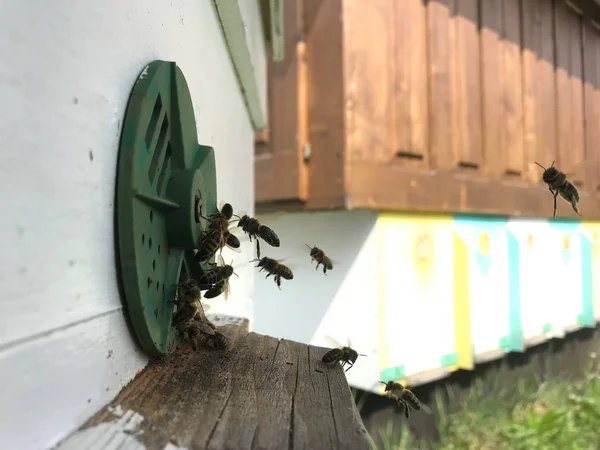 Abeja alada vuela lentamente a la colmena recoger néctar para la miel —  Fotos de Stock