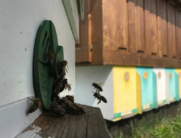 날개 달린 꿀벌 천천히 날아 벌집 수집 꿀 — 스톡 사진