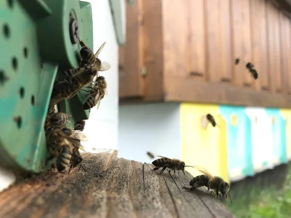 Kanatlı arı yavaş yavaş bal için nektar toplamak arı kovanı uçar — Stok fotoğraf