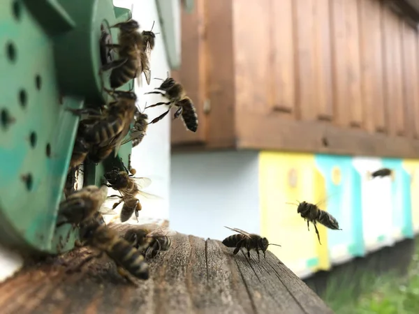 Abeja alada vuela lentamente a la colmena recoger néctar para la miel — Foto de Stock