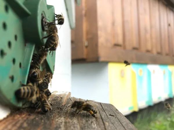 날개 달린 꿀벌 천천히 날아 벌집 수집 꿀 — 스톡 사진