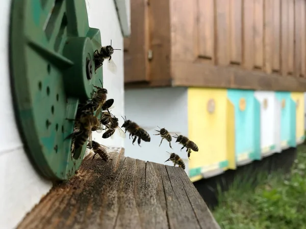 Winged bee slowly flies to beehive collect nectar for honey — Stock Photo, Image