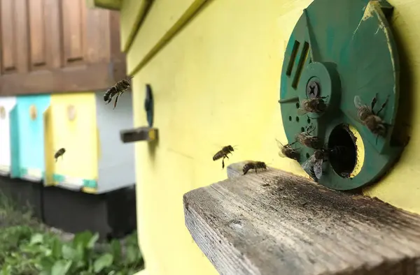 Kanatlı arı yavaş yavaş bal için nektar toplamak arı kovanı uçar — Stok fotoğraf