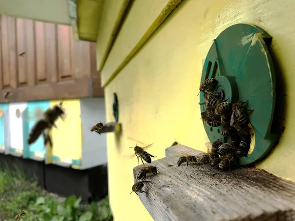 Крылатая пчела медленно летит в улей собирать нектар для меда — стоковое фото