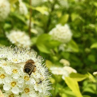 Kanatlı arı yavaş yavaş bitki uçar, bal o için nektar toplamak