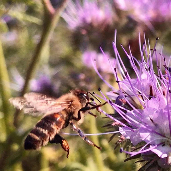 Die geflügelte Biene fliegt langsam zur Pflanze, sammelt Nektar für den Honig. — Stockfoto