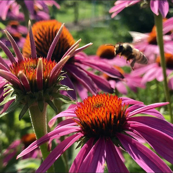 날개 달린 꿀벌은 천천히 식물로 날아 가서 꿀을 위해 꿀을 수집합니다. — 스톡 사진