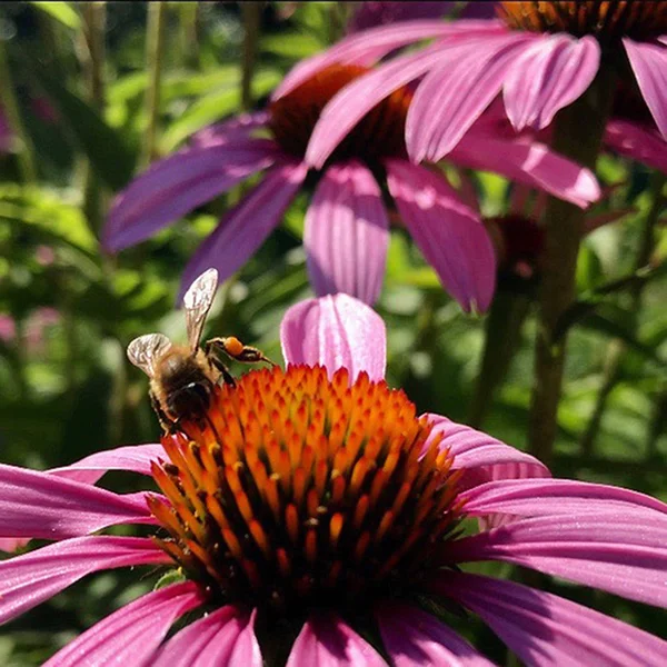 Die geflügelte Biene fliegt langsam zur Pflanze, sammelt Nektar für den Honig. — Stockfoto