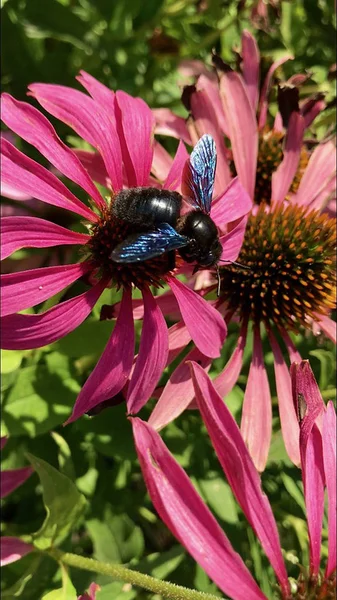 Die geflügelte Biene fliegt langsam zur Pflanze, sammelt Nektar für den Honig. — Stockfoto