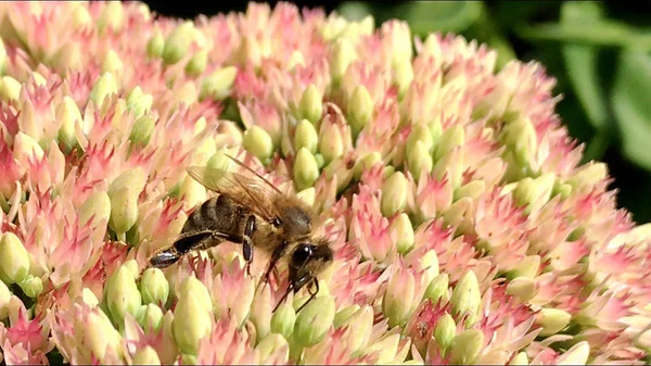 Die geflügelte Biene fliegt langsam zur Pflanze, sammelt Nektar für den Honig. — Stockfoto