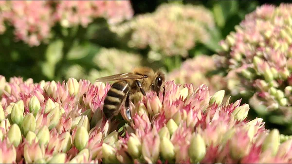 L'abeille ailée vole lentement vers la plante, ramasse le nectar pour le miel o — Photo