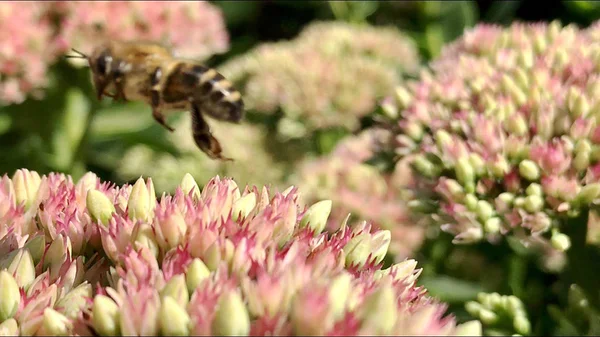 Η φτερωτή μέλισσα πετάει αργά στο φυτό, συλλέγει νέκταρ για το μέλι — Φωτογραφία Αρχείου