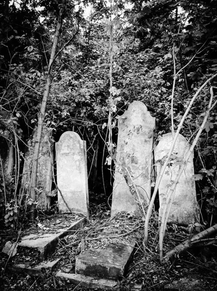 Starý opuštěný židovský hřbitov s kamennými hroby mezi stromy — Stock fotografie