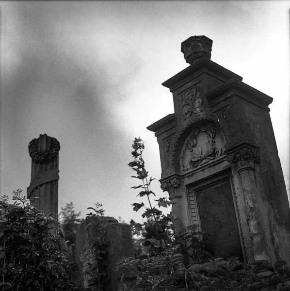 나무 사이에 돌 무덤오래된 버려진 유대인 묘지 — 스톡 사진