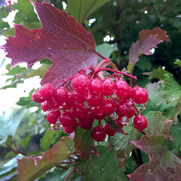 Viburnum de baga vermelha doce que cresce em arbusto com folhas verdes — Fotografia de Stock