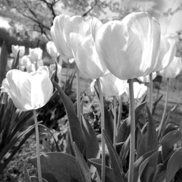 Blooming flower tulip with green leaves, living natural nature — Stock Photo, Image