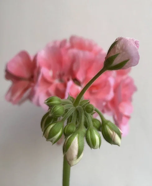 Kwitnący piękny kwiat z zielonymi liśćmi, żywy naturalny natu — Zdjęcie stockowe