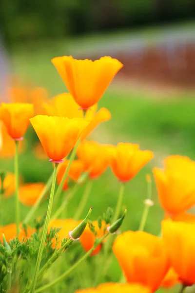 Bloeiende bloem Poppy met groene bladeren, levende natuurlijke natuur — Stockfoto