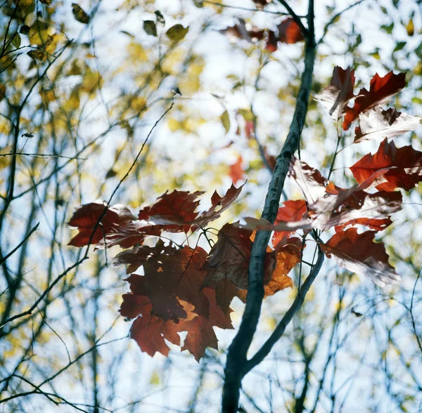 Dalları üzerinde yaprakları çok güzel canlı ağaç fr çıkıntı — Stok fotoğraf