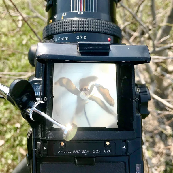 Blühende Blütenmagnolie mit grünen Blättern — Stockfoto