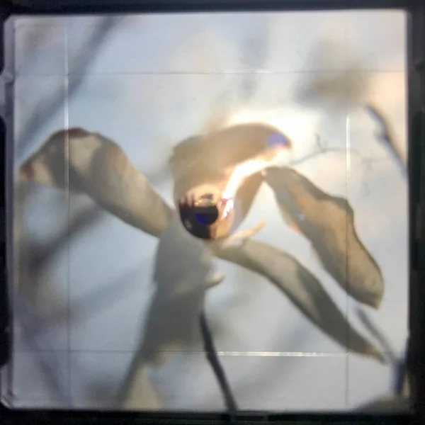 Flor flor magnolia con hojas verdes, natur natural vivo — Foto de Stock