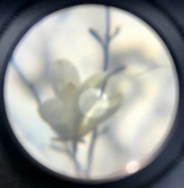 Flor flor magnolia con hojas verdes, natur natural vivo — Foto de Stock