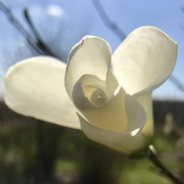 Kwitnący kwiat Magnolia z zielonymi liśćmi, żywy naturalny Natur — Zdjęcie stockowe