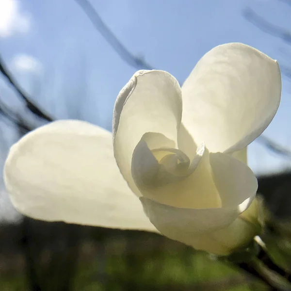 Blooming flower magnolia with green leaves, living natural natur