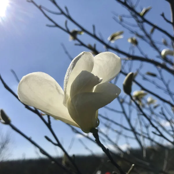 Blooming flower magnolia with green leaves, living natural natur