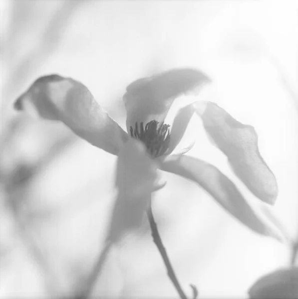 Blühende Blütenmagnolie mit grünen Blättern, lebendige natürliche Natur — Stockfoto