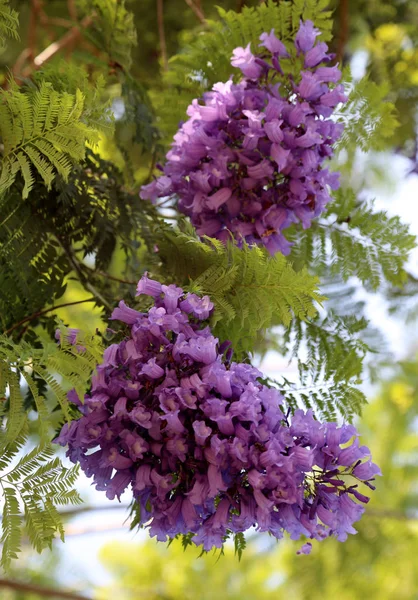 Kvetoucí květina s listím, přirozenou přírodou, aromou — Stock fotografie