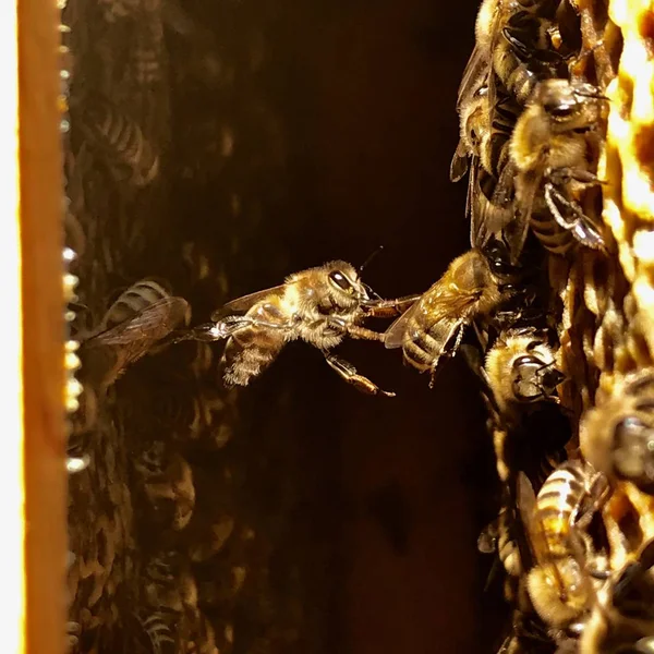 Naturalny sześciokątny plaster miodu z gałęzi pszczół wypełniony — Zdjęcie stockowe