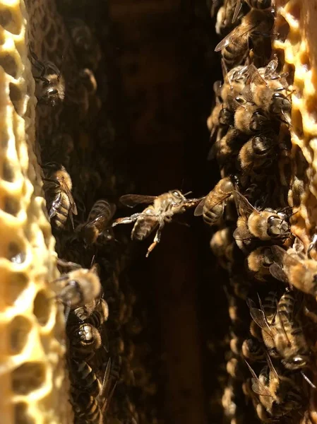 Natural hexagonal honeycomb from bee hive filled — Stock Photo, Image