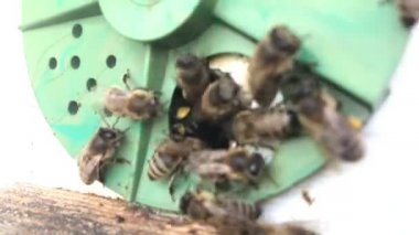 Arka plan altıgen doku, balmumu petek arı kovanı üzerinden altın bal ile dolu. Petek makro genel bakış balmumu sarı tatlı bal arı arı kovanı dan oluşan. Tatlım kovan arılar peteğin