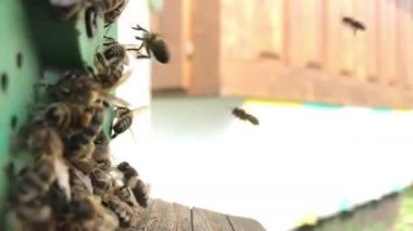 Kanatlı arı yavaş yavaş çiçek özel apiary üzerinde bal için nektar toplamak arı kovanı için uçar. Arı kovanı için oluşan bal video, arı bacakları üzerinde ağır polen. Arı kovanından beslenme ballı arı balı.