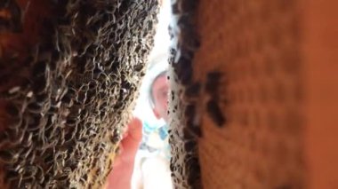 Kanatlı arı yavaş yavaş arıcı çiçekten özel apiary üzerinde bal için nektar toplamak için uçar. Arı yetiştiricisi için oluşan bal videosu, arı bacaklarında ağır polen. Arıcı ballı lezzetli arı bal.