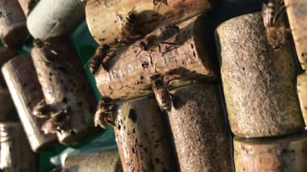 Skrzydlatej Pszczoły Domowe Poleciał Podlewania Miejsca Siedzieć Korki Butelki Wina — Wideo stockowe