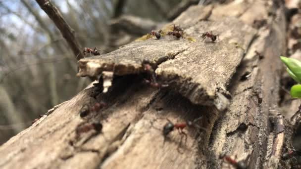 野生的褐蚁成群地聚集在它们的蚁丘周围 在森林里干枯的树叶之间进行着盘曲 昆虫工作时遇到了在地下洞口附近跑来跑去的大型蚁丘 蚂蚁群中的蚂蚁 — 图库视频影像