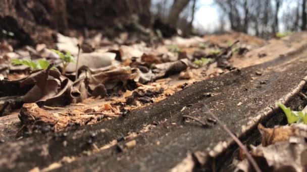 野生の茶色のアリは彼らの触角の周りに群がっている 乾燥した葉の間の森の中でアンシル 地面の穴の近くを走る昆虫の働き マクロ アンチル コロニーのアリ — ストック動画