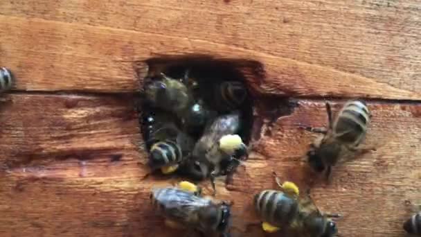 Contexte texture hexagonale, nid d'abeille en cire de ruche remplie de miel doré. Amidon composé de cire d'abeille macro aperçu, miel doux jaune de ruche d'abeille. Ruche d'abeilles mellifères 