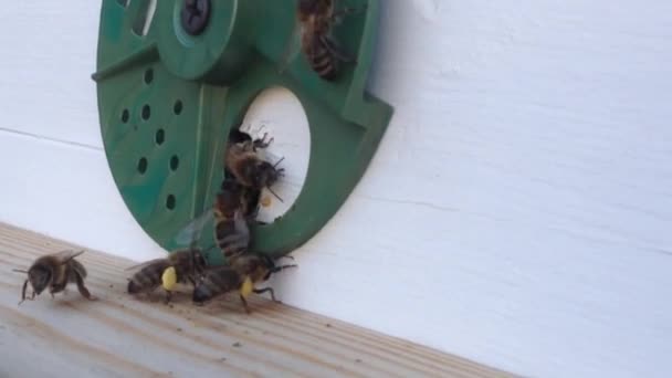 Winged Bee Slowly Flies Beehive Collect Nectar Honey Private Apiary — Stock Video