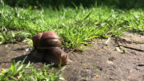 Grand escargot de jardin en coquille rampant sur la route humide hâte de rentrer à la maison. Escargot Helix se composent d'aliments comestibles savoureux coquille enroulée pour protéger le corps. Escargot animal naturel en coquille de bave fait crème nourrissante.
