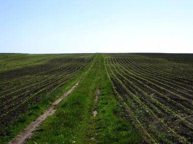 Açık kırsal alanda, kahverengi toprakta patates için sürülmüş tarla. Tarlada patates, toprakta lezzetli sebzeler. Temiz mavi gökyüzünün altındaki organik tarlalar patates için doğal topraktır..