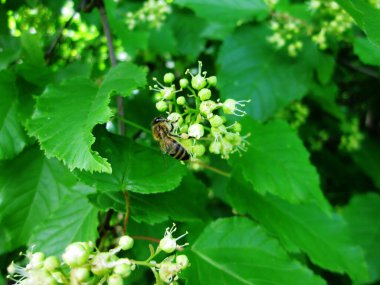 Kanatlı arı yavaşça bitkiye uçar, çiçekten özel arı kovanına bal koymak için nektar toplar. Doğanın kadrosunda güzel çiçekler, arıların bacaklarındaki sarı polenler var. Tatlı nektar bal arısı.