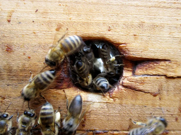 Die Geflügelte Biene Fliegt Langsam Zum Bienenkorb Und Sammelt Nektar — Stockfoto