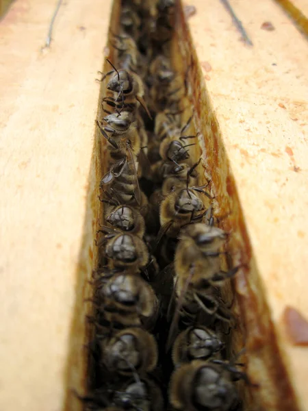 Die Geflügelte Biene Fliegt Langsam Zum Bienenkorb Und Sammelt Nektar — Stockfoto
