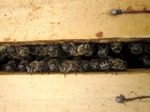 Winged Bee Slowly Flies Beehive Collect Nectar Private Apiary Live — Stock Photo, Image