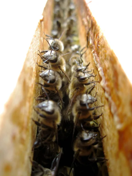 Abeja Alada Vuela Lentamente Colmena Recoger Néctar Colmenar Privado Flores — Foto de Stock