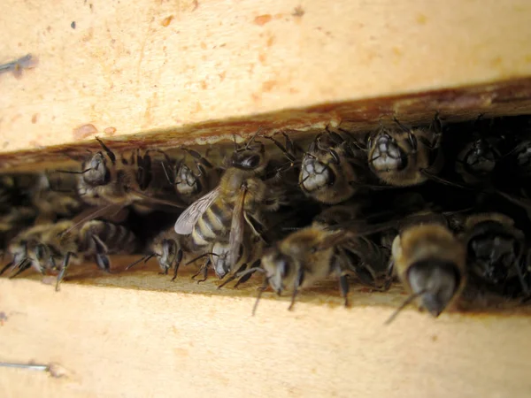 Die Geflügelte Biene Fliegt Langsam Zum Bienenkorb Und Sammelt Nektar — Stockfoto